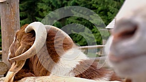 a child feeds a goat on a farm. Selective focus.