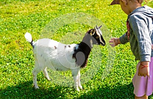 A child feeds a goat on a farm. Selective focus.