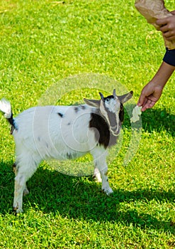 A child feeds a goat on a farm. Selective focus.