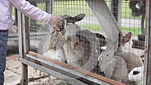 A child feeds grass to hungry rabbits in a cage in a contact zoo on a farm