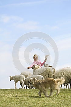 Child feeds a herd of sheeps