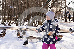 child feeds pigeons and ducks with bread in the park