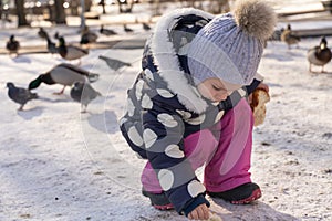 child feeds pigeons and ducks with bread in the yard on a sunny winter day