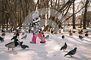 child feeds pigeons and ducks with bread in the yard on a sunny winter day