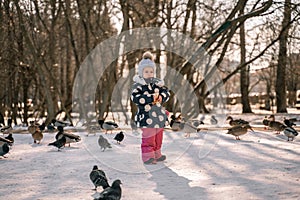 Child feeds pigeons and ducks with bread in the yard on a sunny winter day