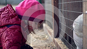 Child feeds white rabbit grass