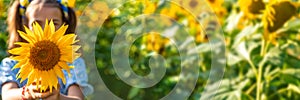 A child in a field of sunflowers. Ukraine. Selective focus.