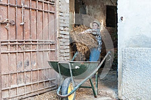 Child fills a barrow with hay