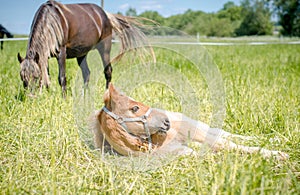 Child foal sleeping while mother horse eating grass in the pasture