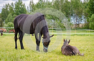 Child foal sleeping while mother horse eating grass in the pasture in the summer landscape