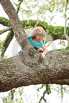 Child in forest climb up trees in countryside. Cute kids boy climbing on the tree. Health care insurance concept for