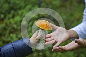 The child found and plucked a boletus in the forest, hands his mom a mushroom, close-up