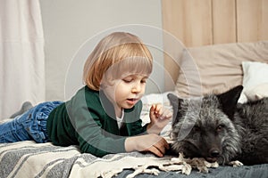 child and a fox lie on the bed, an exotic pet, a predator indoor. Brown fox in the room, care and love for pets