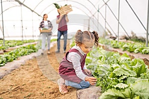 Child, garden and agriculture with little girl helping her farming parents in the greenhouse. Small kid, plants and