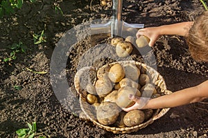 child in the garden harvest a potato crop with a shovel. Selective focus