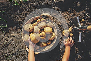 child in the garden harvest a potato crop with a shovel. Selective focus