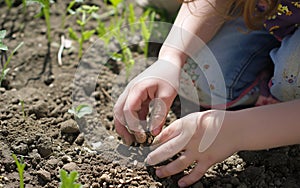 Child gardening, Close up of child hands planting plants in the soil, gardening in the backyard, childhood in the