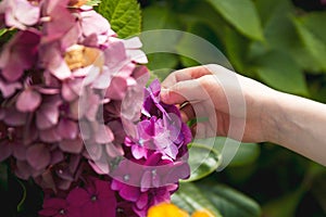 A child gently touches a petal of a hydrangea flower