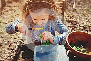 Child girl exploring nature in early spring, looking at first sprouts with loupe.