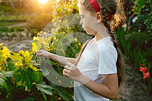 The child girl and grape brunch, work on a family farm