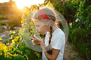 The child girl and grape brunch, work on a family farm