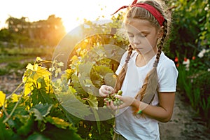 The child girl and grape brunch, work on a family farm