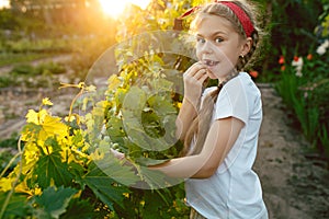 The child girl and grape brunch, work on a family farm