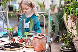 A child girl in a green dress transplants potted flowers in the winter garden. Girl in gardening help transplant flowers