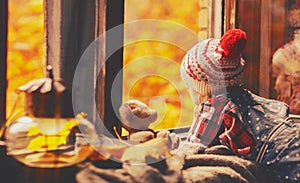 Child girl looking through open window at nature autumn