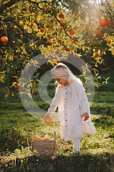 Child girl in oranges garden harvesting fruits in wicker basket organic farm