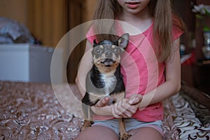 Child girl plays with little dog black hairy chihuahua doggy