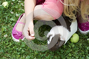 Child Girl relaxing and playing with her guinea pigs outside on green grass lawn