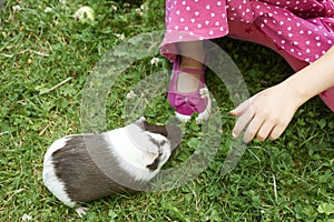 Child Girl relaxing and playing with her guinea pigs outside on green grass lawn