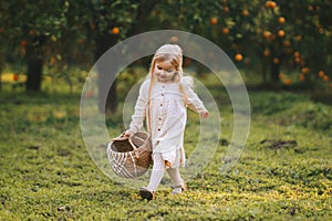 Child girl walking in oranges garden harvesting fruits in wicker basket family lifestyle