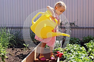 A child girl waters in summer, takes care of the garden, harvests radishes