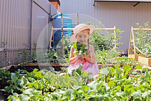 A child girl waters in summer, takes care of the garden, harvests radishes