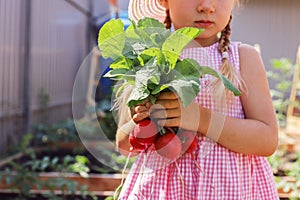A child girl waters in summer, takes care of the garden, harvests radishes