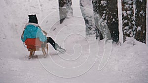 Child girl on wooden sled goes down from a snowy hill in pine forest. Slow motion