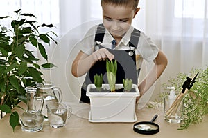 A child the growth of planted hyacinth. Points with his finger at the blossoming flower on the centre, smiling