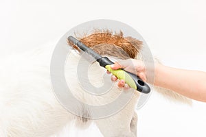 Child hand brushing dog back in wrong direction making it tousle