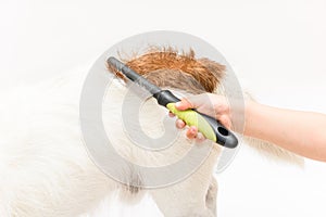 Child hand brushing dog back in wrong direction making it tousle photo