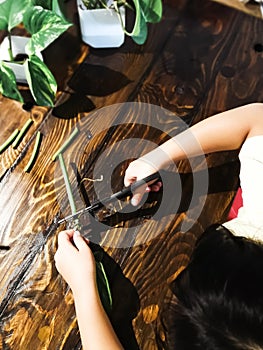 Child hand cutting the plant for propagation process with scissors