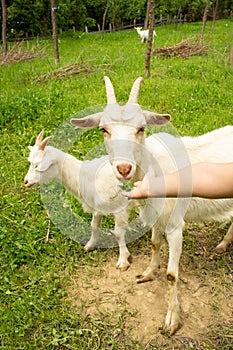 Child hand feeding white goats on pasture at spring . Free breeding  concept