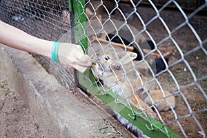 Child hand feeds rabbit behind wire netting with