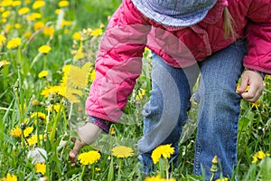 Child hand gathering dandelions on meadow in summer park