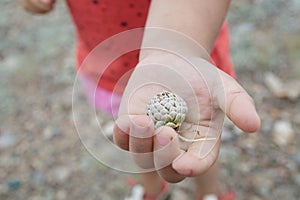 Child hand holding plant flower bud of steppe. young naturalist in nature exploring flora