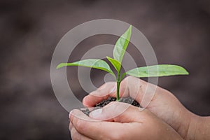 Child hand holding a small seedling, plant a tree, reduce global warming, World Environment Day