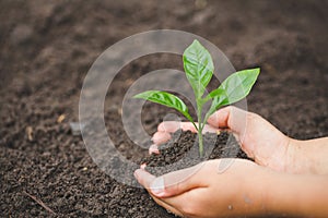 Child hand holding a small seedling, plant a tree, reduce global warming, World Environment Day