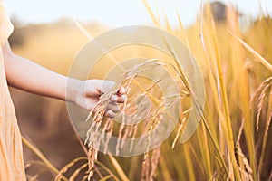 Child hand holding young rice with tenderness in the paddy field