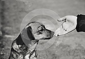 Child hand and lonely homeless dog